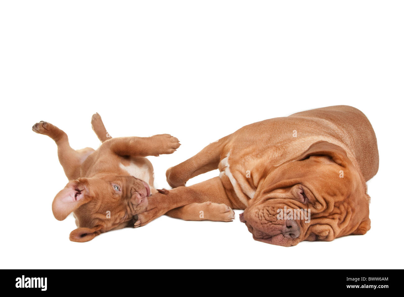 Due Dogues de Bordeaux (sua madre e la sua piccola figlia) giocando Foto Stock