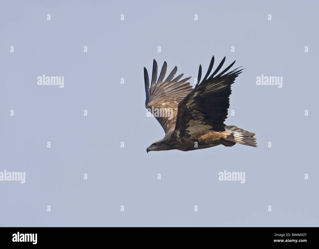 Pallas's Fish-eagle (Haliaeetus leucoryphus) capretti, in volo, Uttaranchal, India, gennaio Foto Stock