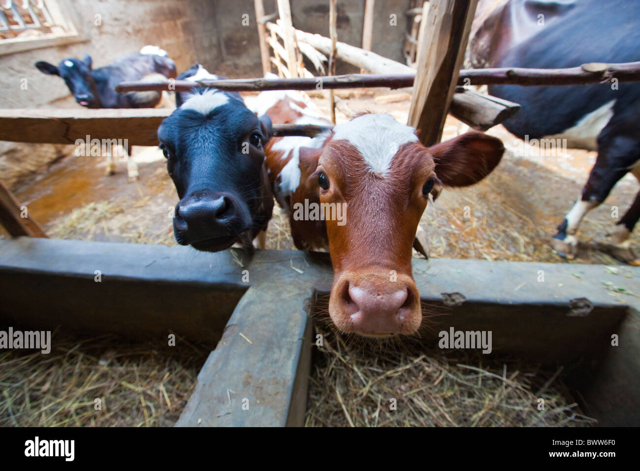 Vitelli di alimentazione (ONG keniota) Maji Centro Mazuri, Nairobi, Kenia Foto Stock