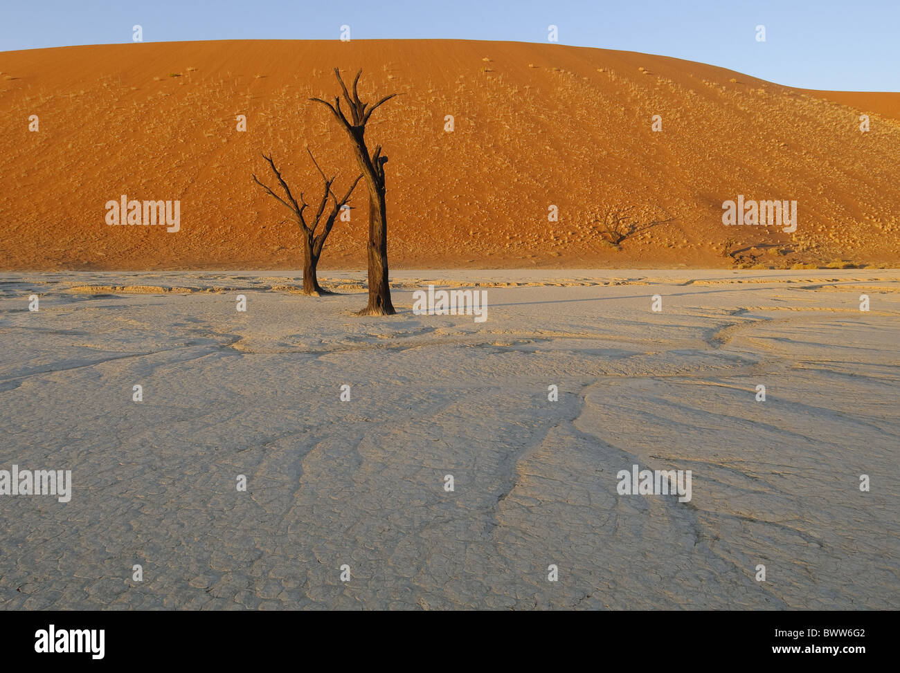 Camel thorn clay crepe morti deserto paesaggio di dune linee namibia pan patterns sabbia ombre sossus sossusvlei tree vlei africa Foto Stock