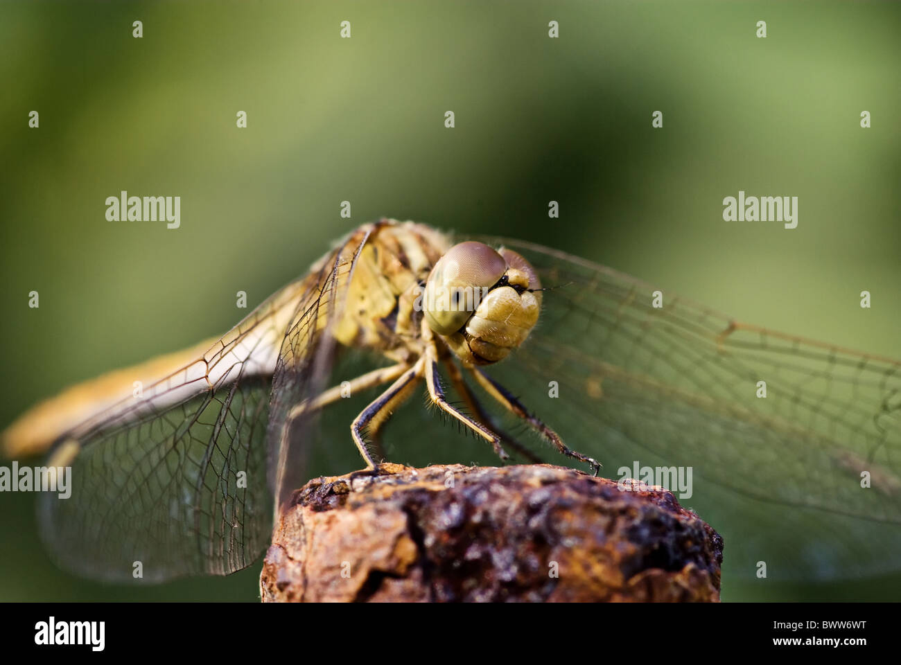 Grande libellula è rilassante al sole Foto Stock