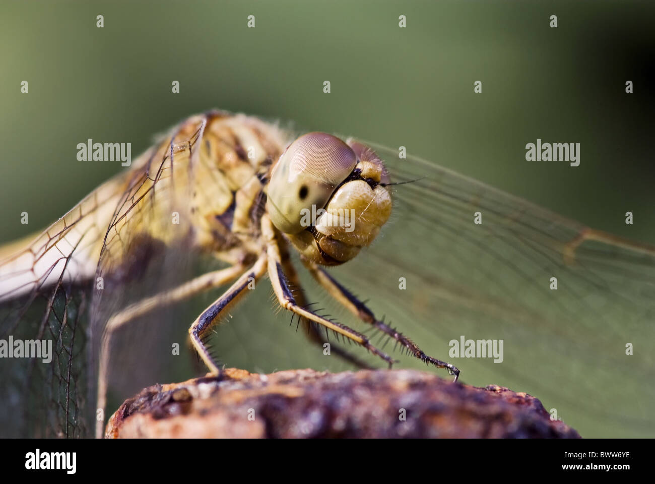 Grande libellula è rilassante al sole Foto Stock