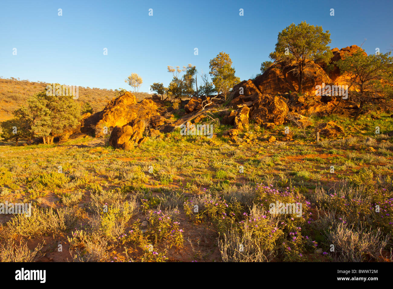 Golden sunrise sulla gamma Byngnano graticcio di giallo e arancione/Red Rocks a Homestead Creek, Mutawintji Parco Nazionale del Nuovo Galles del Sud Foto Stock