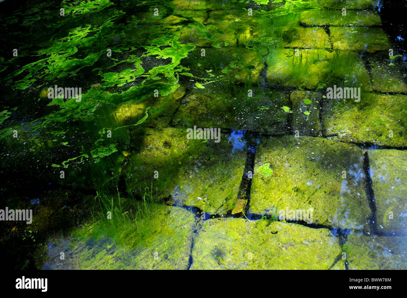 Abstract washfloor verde e blu con alghe Foto Stock