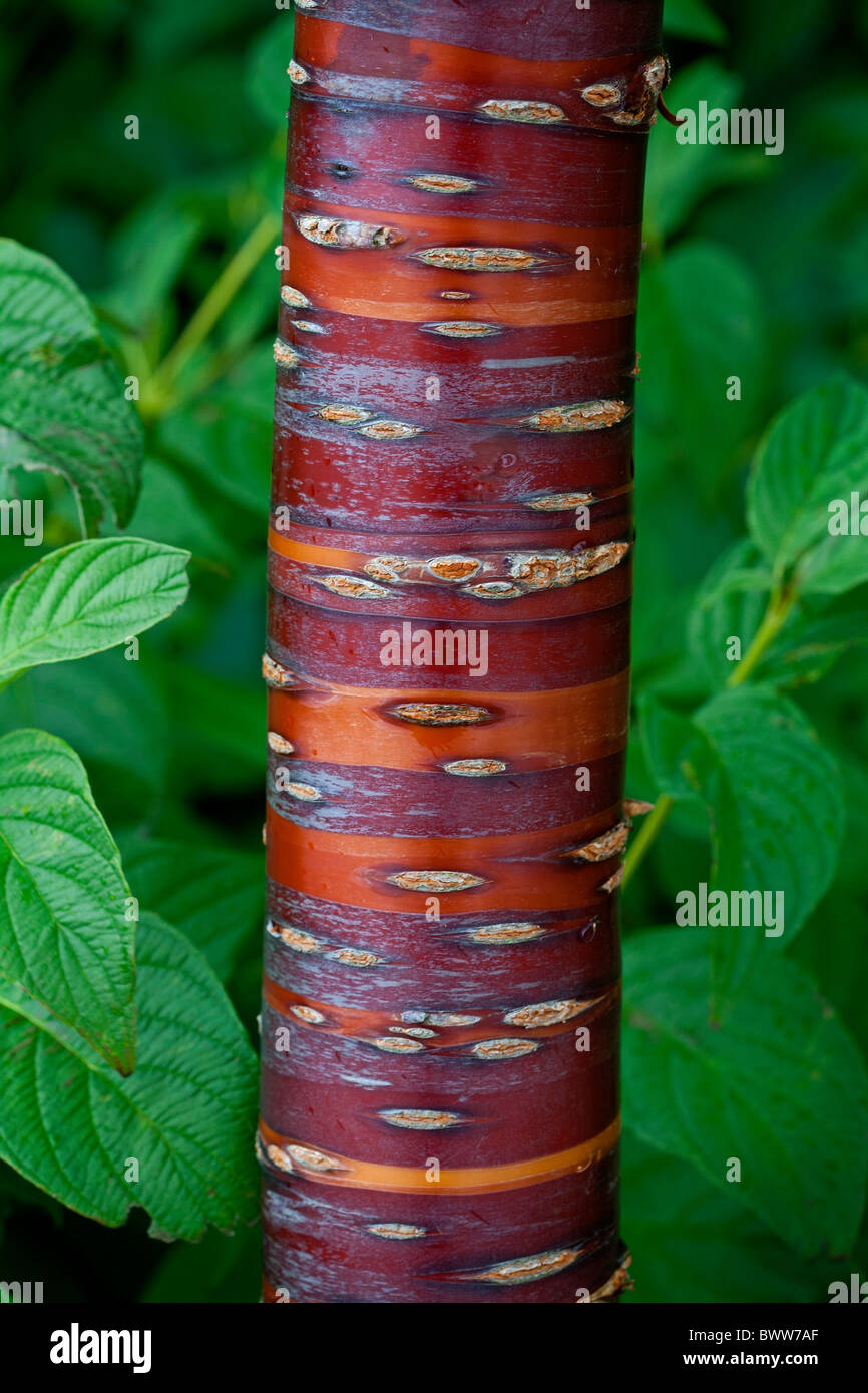 Corteccia colorata di Prunus serrula - Albero a foglie decidue con peeling nastrati satinata lucida come la corteccia Foto Stock