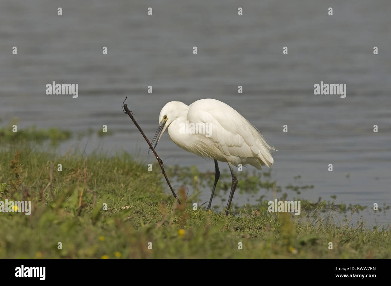 Garzetta (Egretta garzetta) adulto, portante nel becco, Cley paludi, Cley-next-Mare, Norfolk, Inghilterra Foto Stock