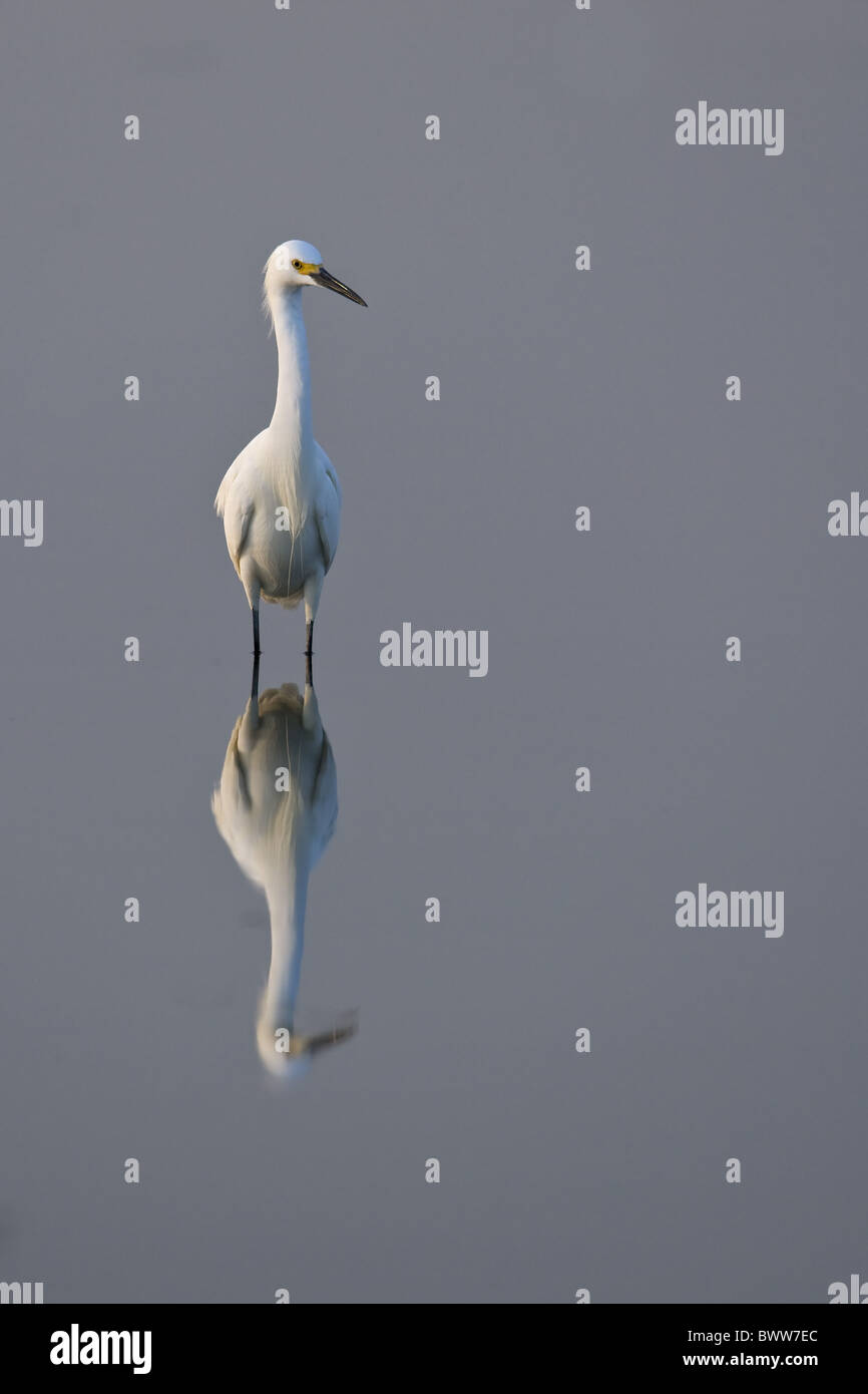 Snowy Garzetta (Egretta thuja) adulto, in piedi nel lago, riflesso nell'acqua, Crooked Tree riserva faunistica, Belize Foto Stock