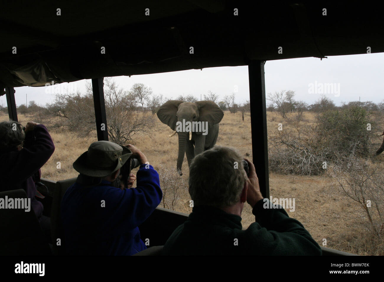 Elefante africano essendo photgraphed da safari Foto Stock