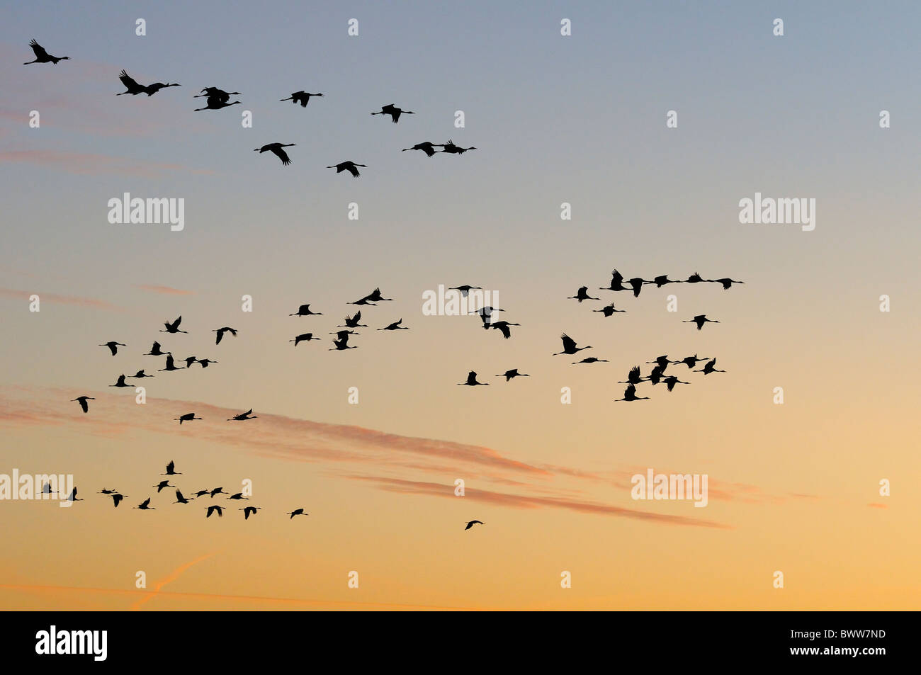 Comune / gru eurasiatica (grus grus) volare da posatoio sito a sunrise, stagliano contro Alba sky. Autunno periodo di migrazione. Foto Stock