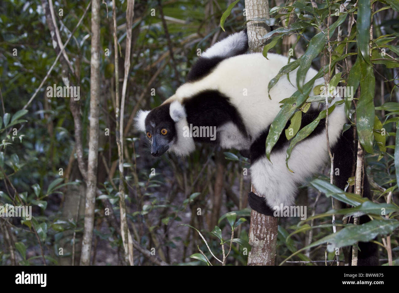 In bianco e nero lemure Ruffed riserva palmarium Foto Stock