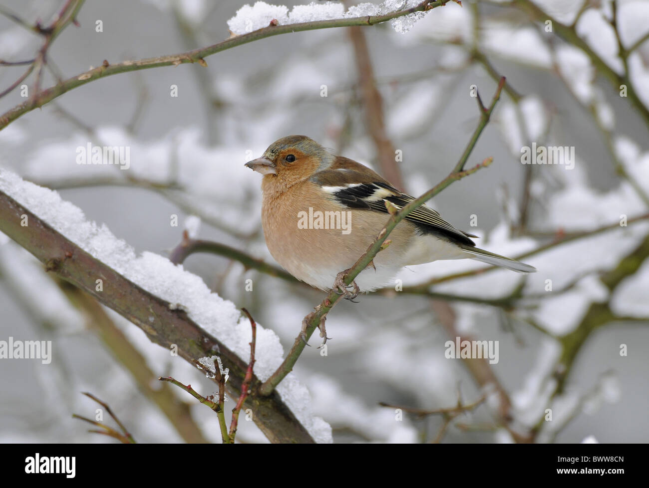 (Fringuello Fringilla coelebs) maschio adulto, piumaggio invernale, appollaiato sulla coperta di neve stelo, West Sussex, in Inghilterra, in febbraio Foto Stock