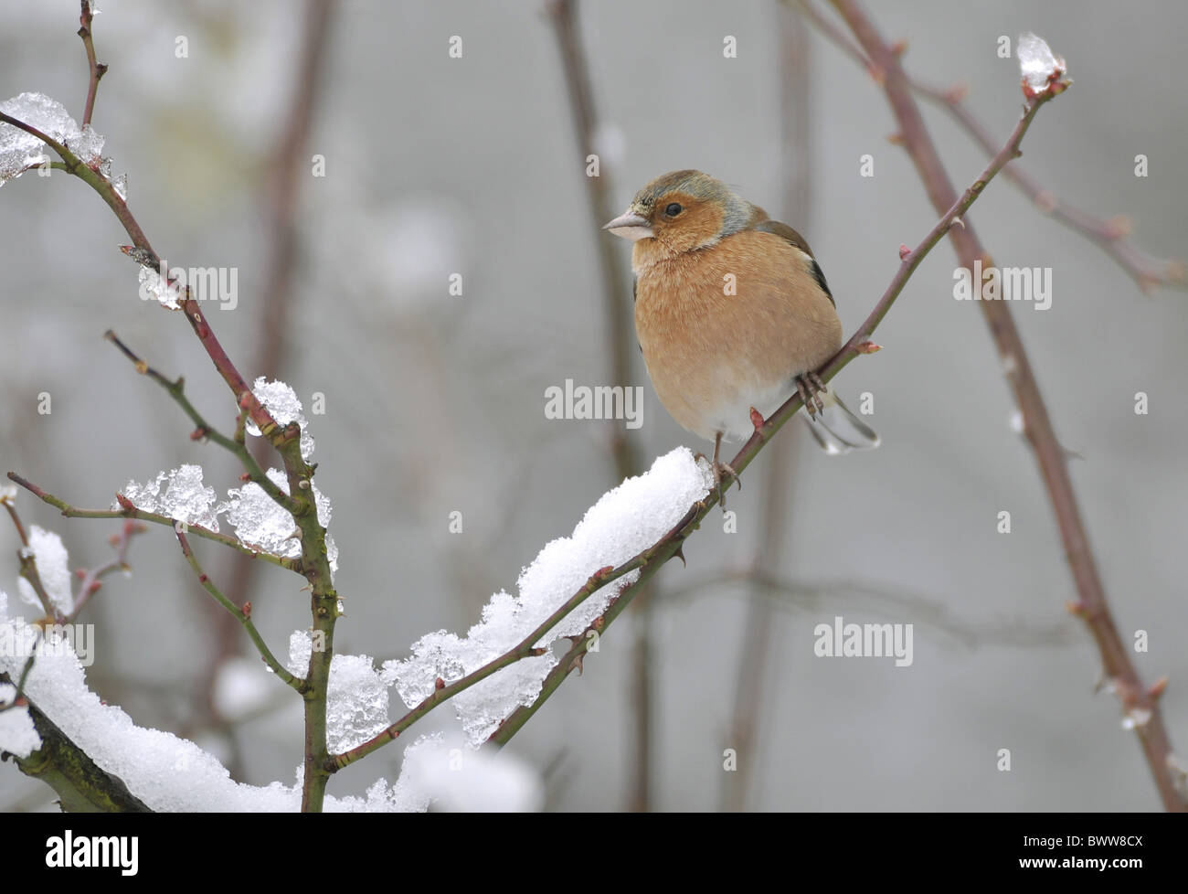 (Fringuello Fringilla coelebs) maschio adulto, piumaggio invernale, appollaiato sulla coperta di neve stelo, West Sussex, in Inghilterra, in febbraio Foto Stock