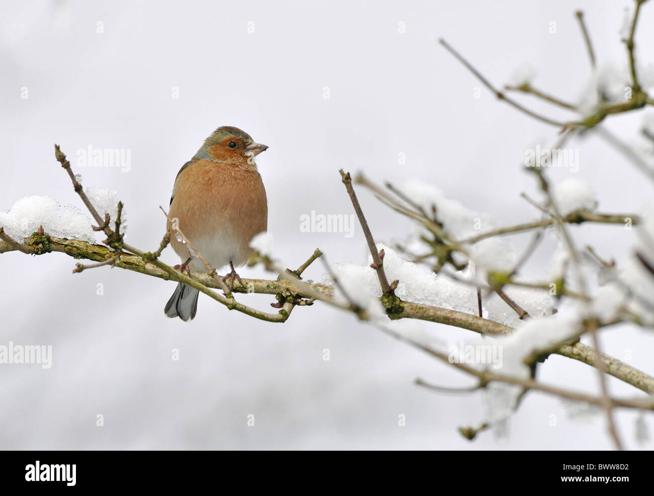 (Fringuello Fringilla coelebs) maschio adulto, piumaggio invernale, appollaiato sulla coperta di neve ramo, West Sussex, in Inghilterra, in febbraio Foto Stock