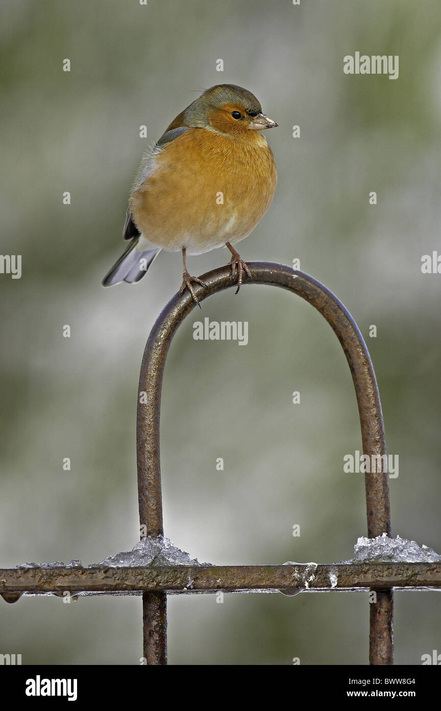 (Fringuello Fringilla coelebs) maschio adulto, appollaiato sul cancello del giardino, Warwickshire, Inghilterra, inverno Foto Stock