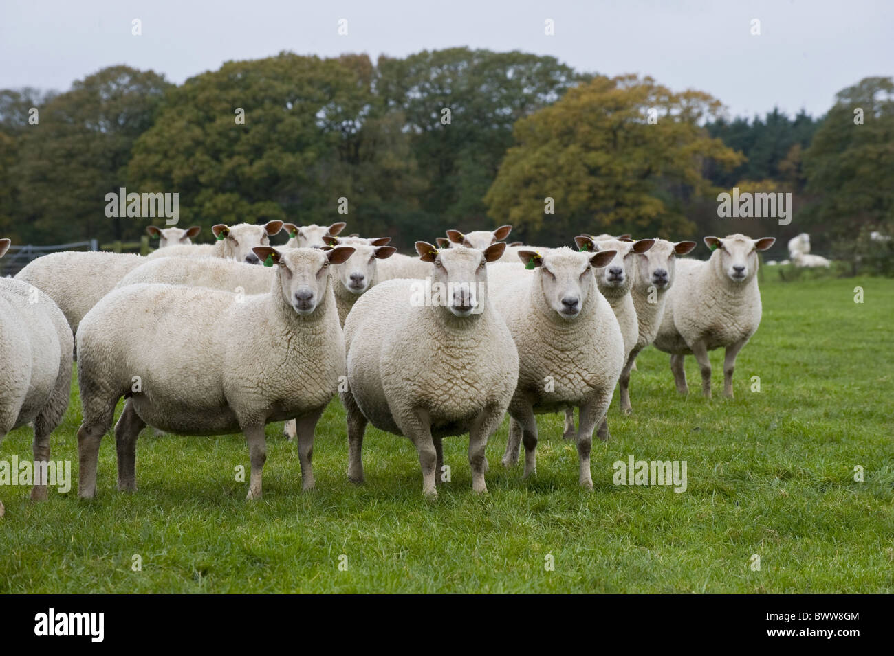 Charollais pecore Pecore pecore fattoria domestici aziende agricole di allevamento Mammiferi Ungulati mammiferi animali animali domestici ruminanti di bestiame Foto Stock