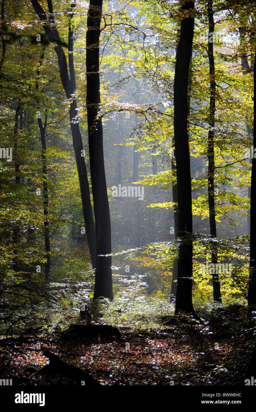 Il legno di alberi della foresta all'interno di legno di fogliame di autunno natura autunnale di scenario autunnale paesaggio scenic Foto Stock