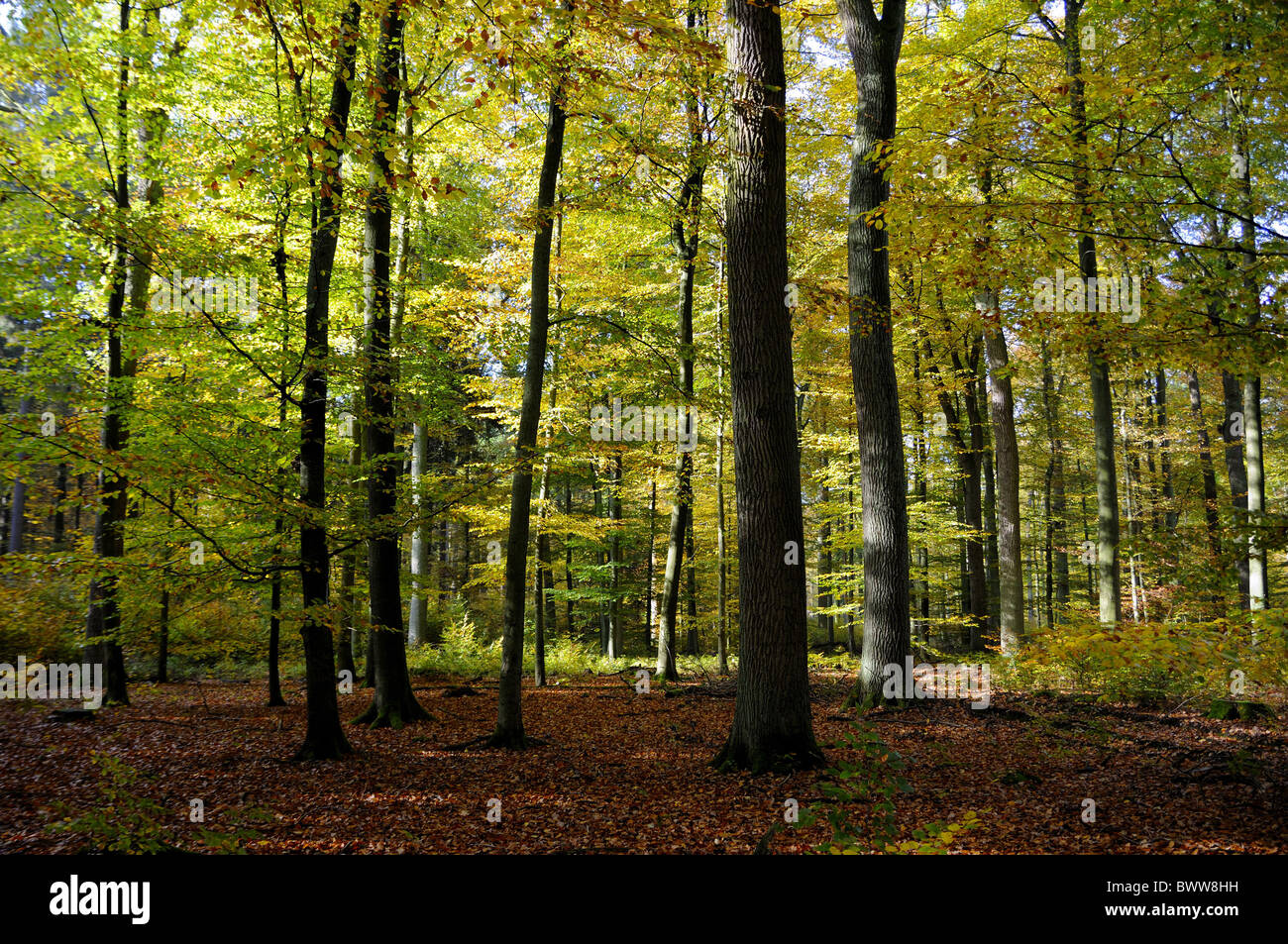 Il legno di alberi della foresta all'interno di legno di fogliame di autunno natura autunnale di scenario autunnale paesaggio scenic Foto Stock