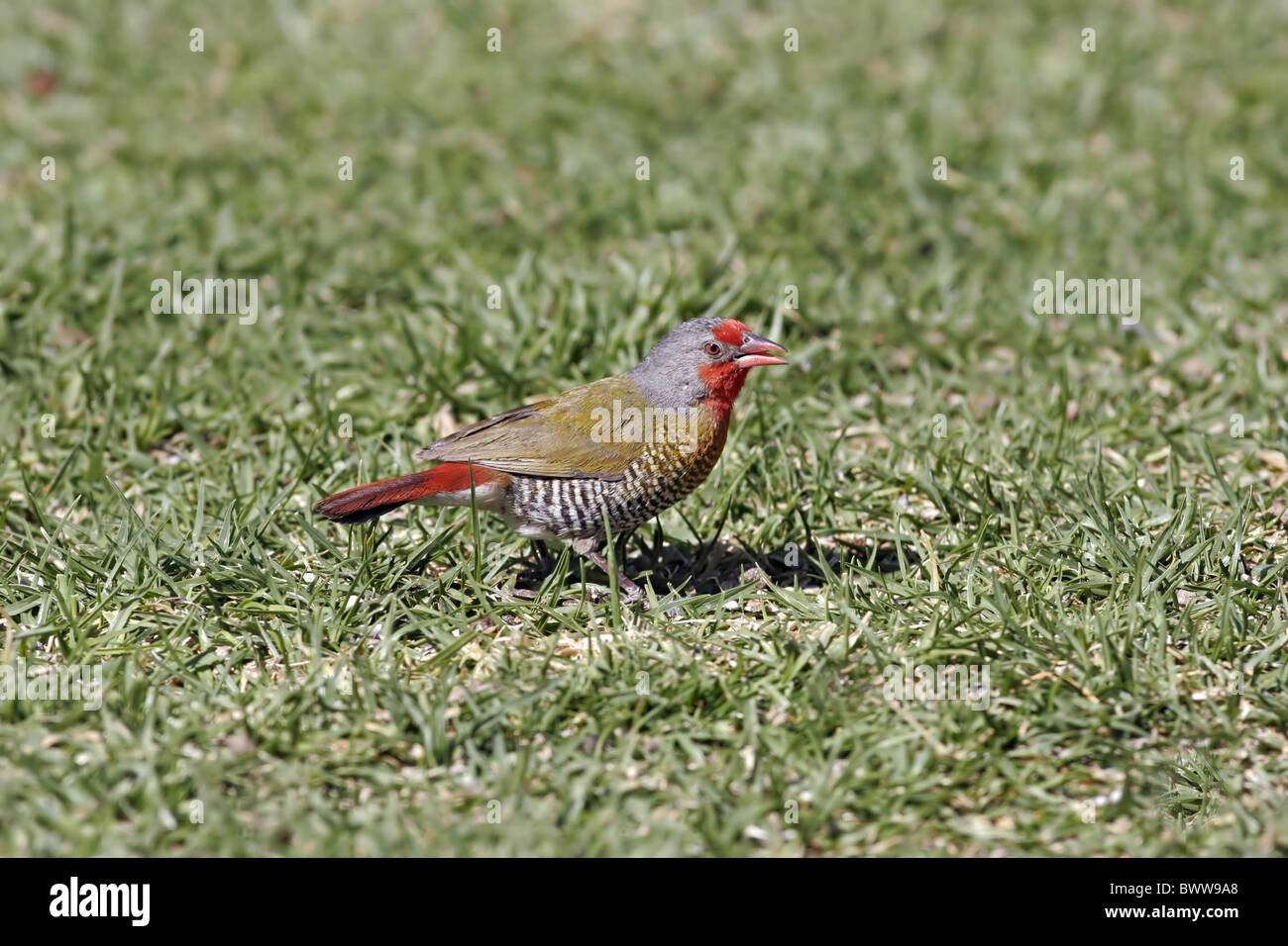 Melba Finch (Pytila melba) maschio adulto, alimentando sui pascoli, Namibia, agosto Foto Stock