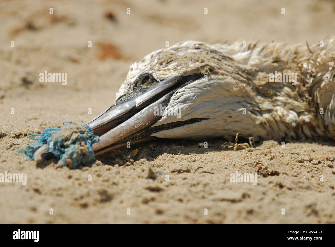 Northern Gannet (Morus bassanus) morto, ucciso da inquinamento, non è in grado di sfamare dovuta alla rete da pesca intorno a Bill, Tanji Beach, Western Foto Stock