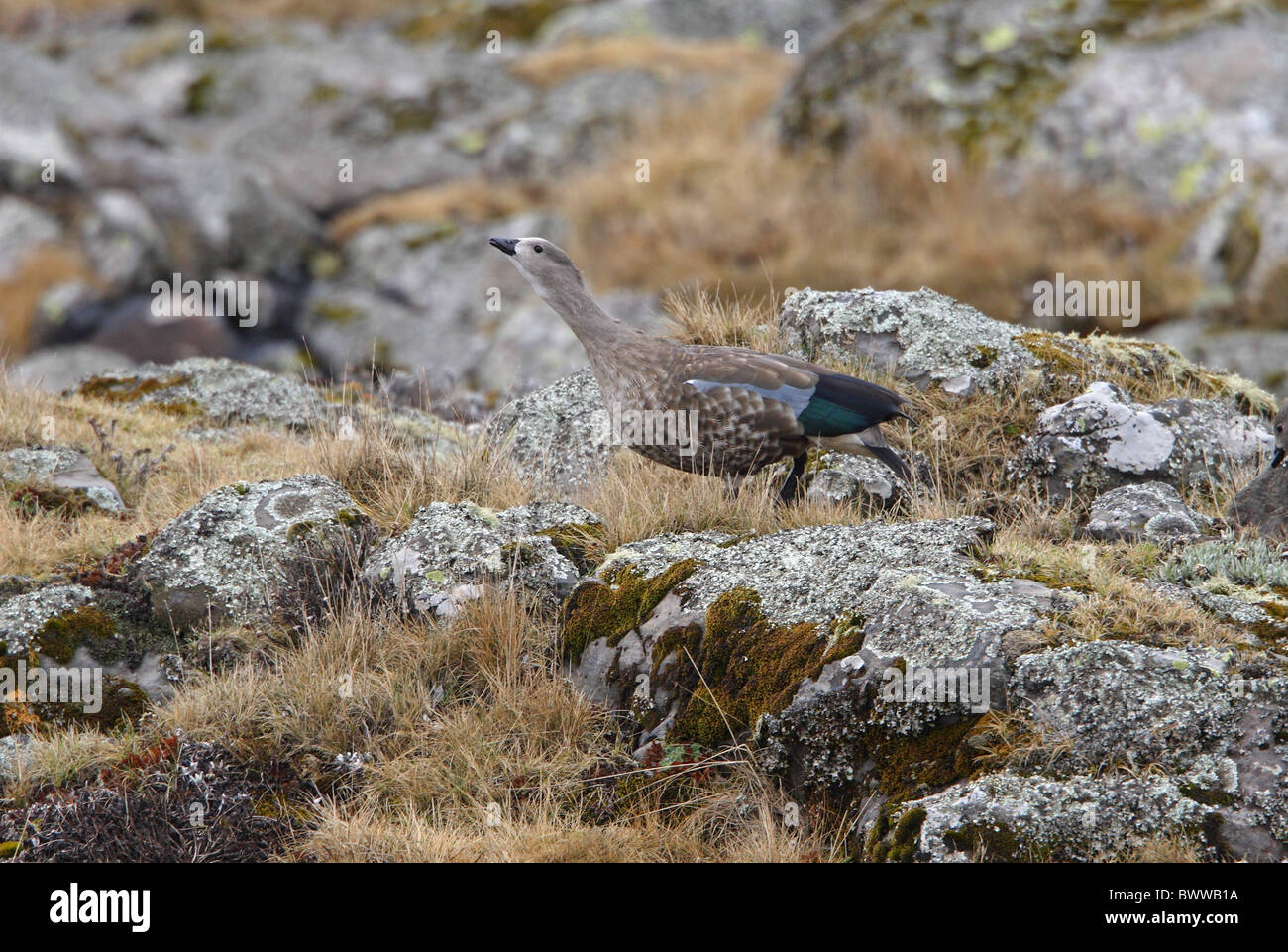 Blu-winged Goose (Cyanochen cyanopterus) maschio adulto, chiamando, in upland moorland, montagne di balle N.P., Oromia, Etiopia, aprile Foto Stock