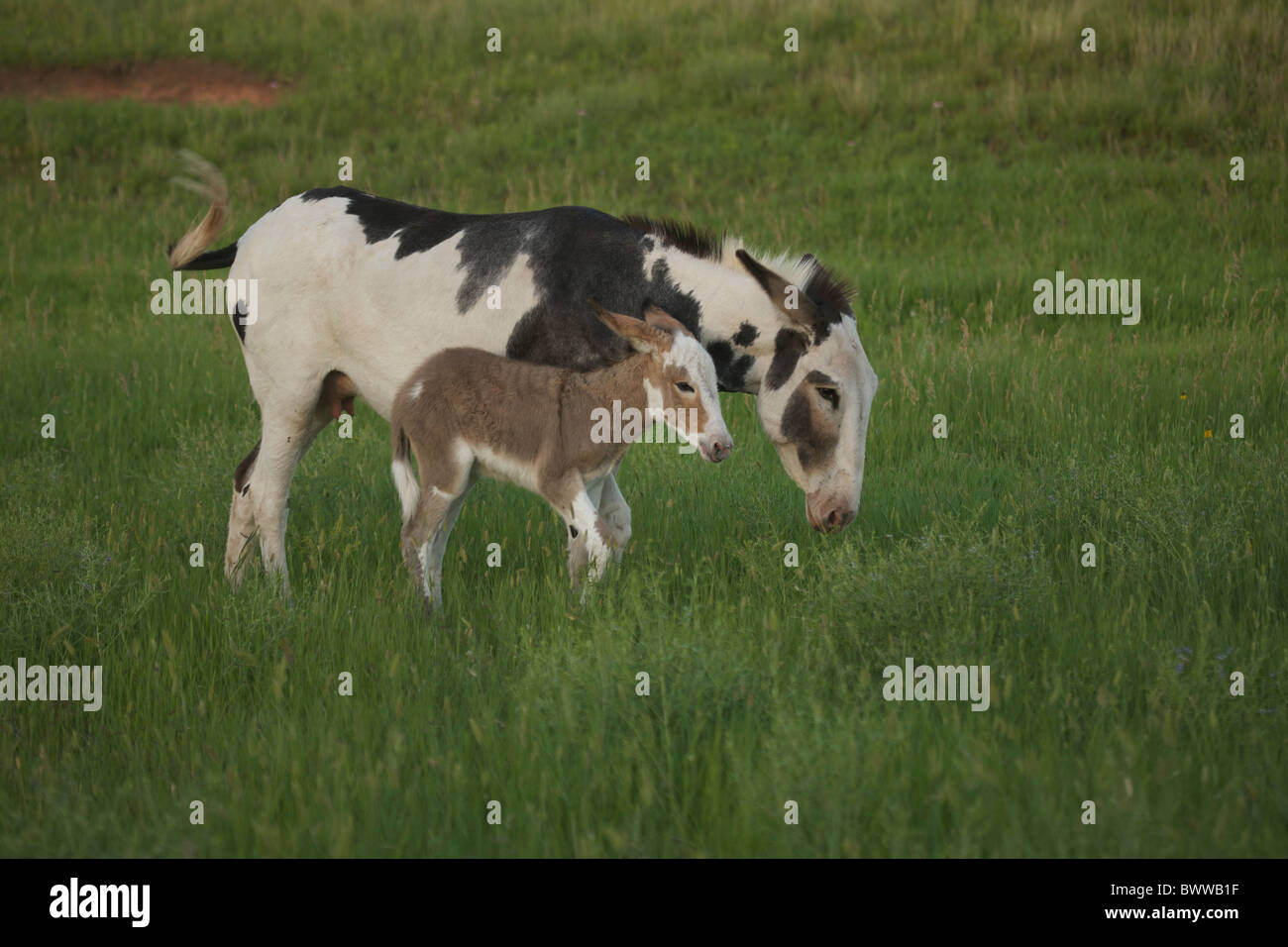 Feral Burro o asino (Equus asinus) (Equus africanus asinus) - Custer State Park - South Dakota - USA - madre e i giovani Foto Stock