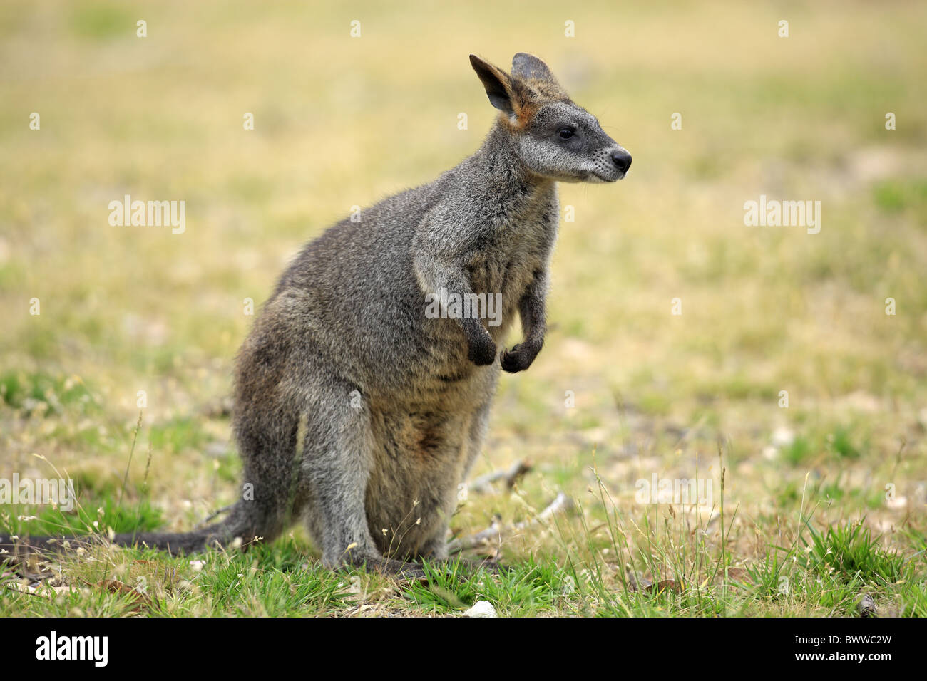 Weiblich - femmina wallaby wallaby erbivoro erbivori marsupiale marsupiali mammiferi mammifero animali animali australia Foto Stock