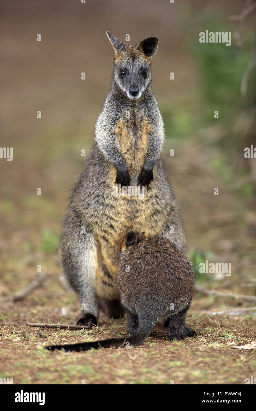 Adulto mit Jungtier - adulti con i giovani - adulti con baby Jungtier - giovani weiblich - femmina wallaby wallaby erbivoro Foto Stock