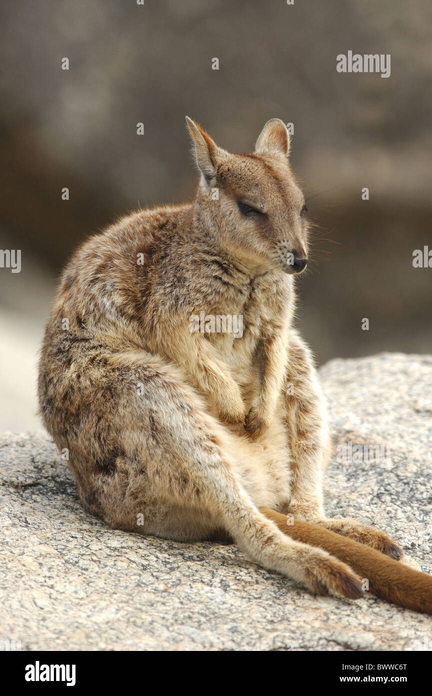 Mareeba Aeroporto Rock Wallaby (Petrogale Mareeba Aeroporto) adulto, dormendo su roccia, Granite Gorge, Mareeba Aeroporto, altopiano di Atherton, Queensland, Foto Stock