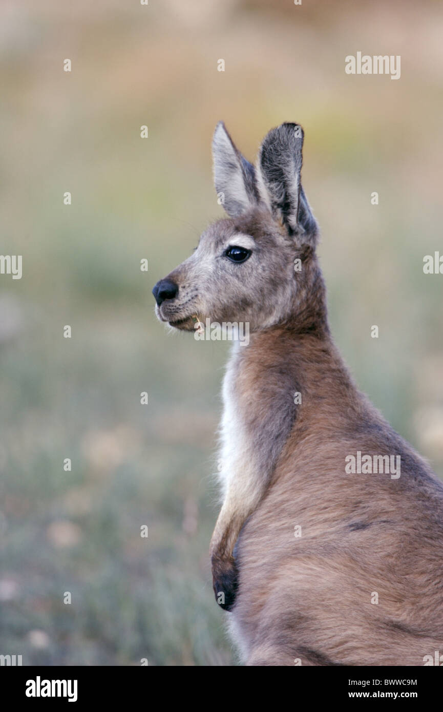 Wallaroo comune wallaroos euro 'hill kangaroo" "hill canguri' marsupiale mammifero mammiferi animali animali australia australian Foto Stock