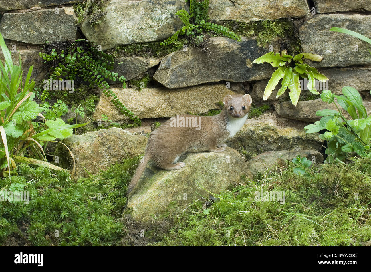 Donnola la donnola mustelid mustelids carnivoro di mammiferi carnivori mammiferi animali animali europa unione eurasia eurasian asia Foto Stock