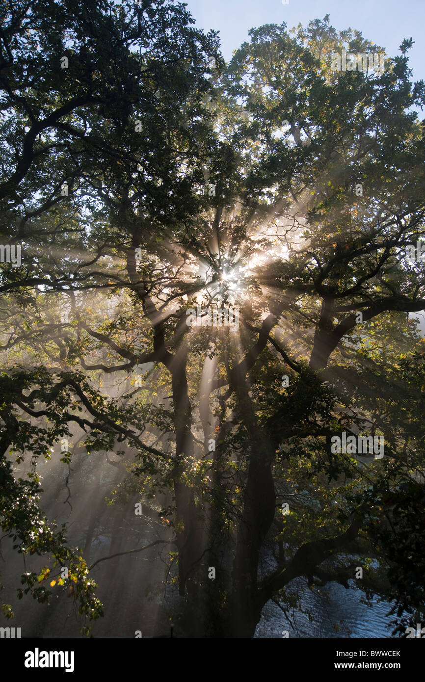 Raggi di sole attraverso gli alberi e la nebbia in salita dal fiume Llugwy, il Galles del Nord Foto Stock