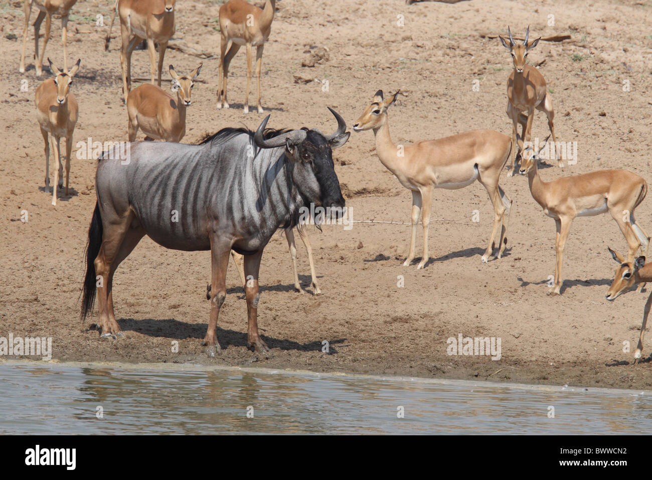 Cookson's Gnu (Connochaetus taurinus cooksoni) adulto, in piedi con la Impala (Aepyceros melampus) a waterhole, Sud Foto Stock