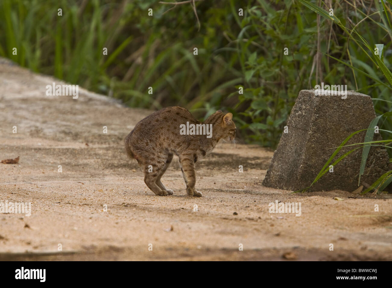 Rusty spotted cat è stata spaventare dai produttori indiani Foto Stock