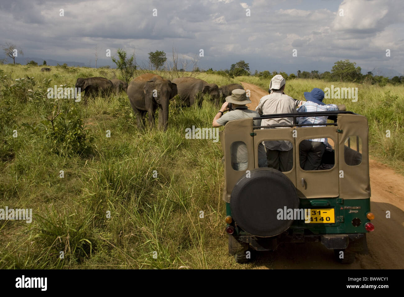 Fotografare Elefanti asiatici Udawalawe National Foto Stock