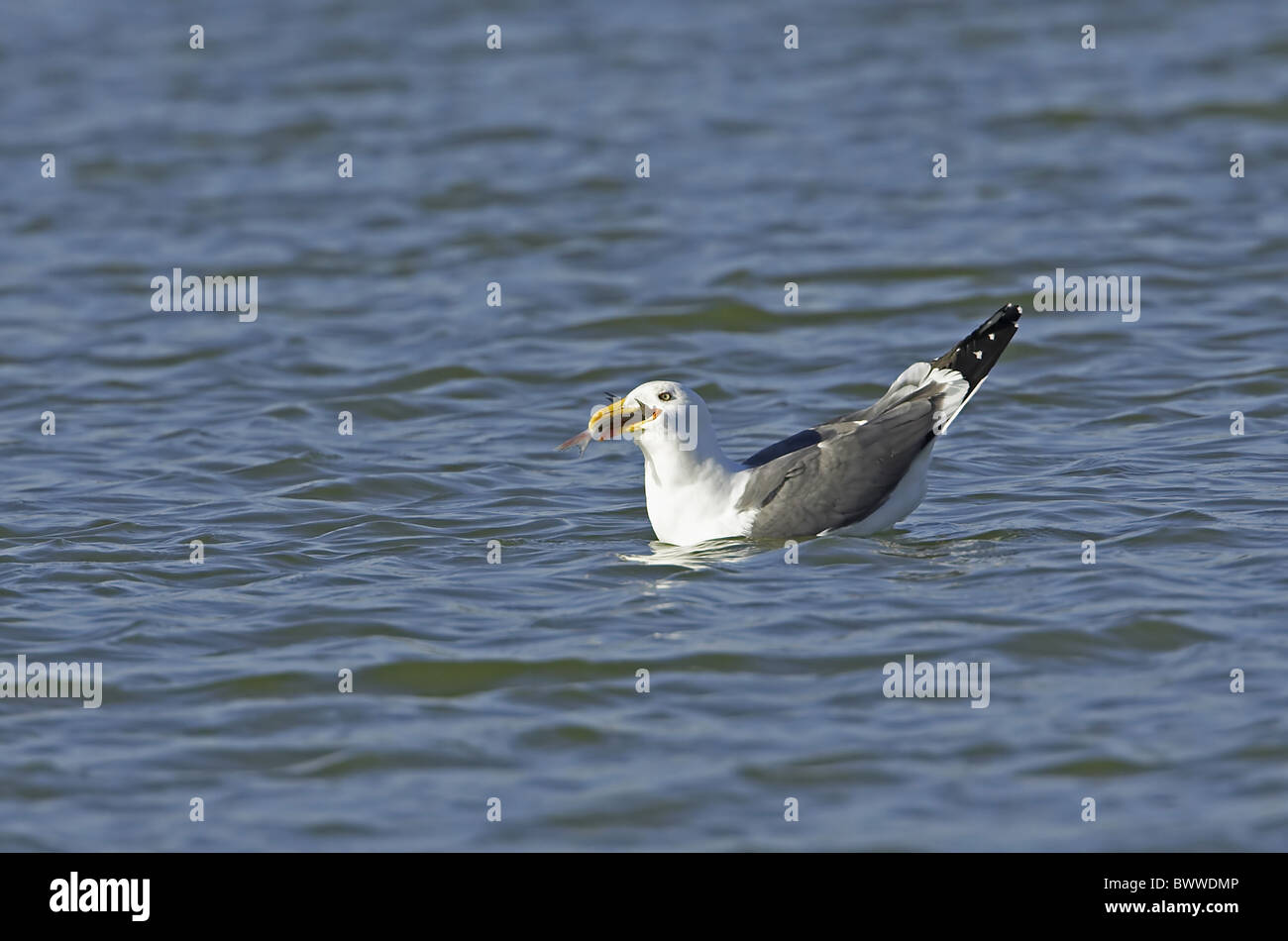 Lesser Black-backed Gull (Larus fuscus) adulto, estate piumaggio, alimentando sul pesce, nuoto in mare, Moray Firth, Scozia Foto Stock