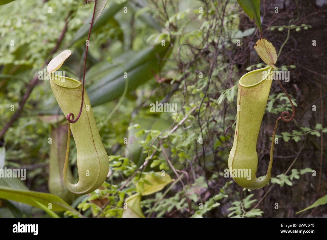 Nepenthes distillatoria - pianta brocca; sri lanka Foto Stock