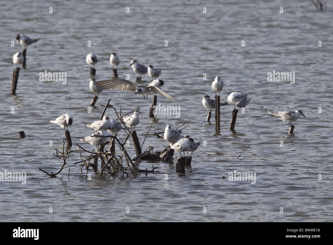 Whiskered tern con uno bianco winged tern battenti Foto Stock