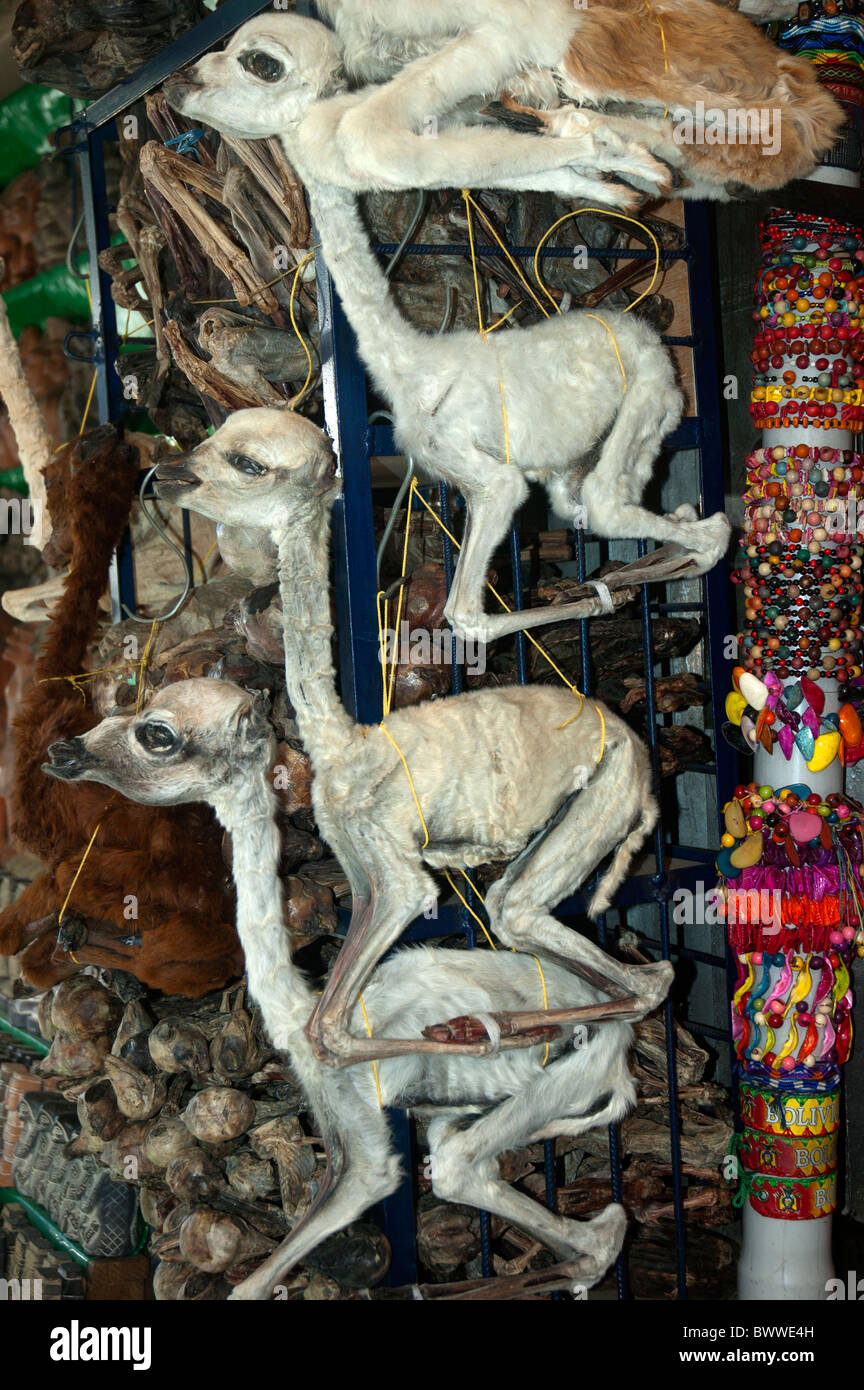 Interrotto Llama feto per la vendita come talismano, amulet, magia rituale e la medicina tradizionale nel mercato delle streghe, La Paz, Bolivia Foto Stock