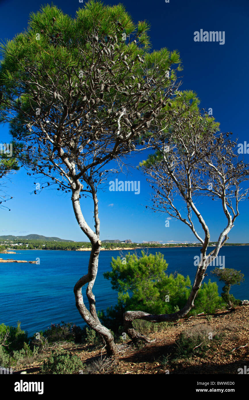 Vista di alberi di pino. Foresta mediterranea. Foto Stock