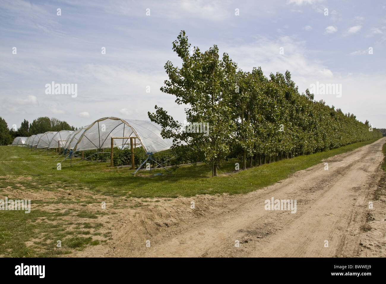 Alberi di pioppo utilizzato come rottura del vento proteggere polly Foto Stock