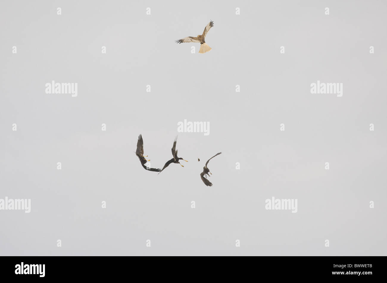 Falco di palude (Circus aeruginosus) maschio adulto, cibo passa a immatures, in volo, Cley paludi, Cley-next-Mare, Norfolk, Inghilterra Foto Stock
