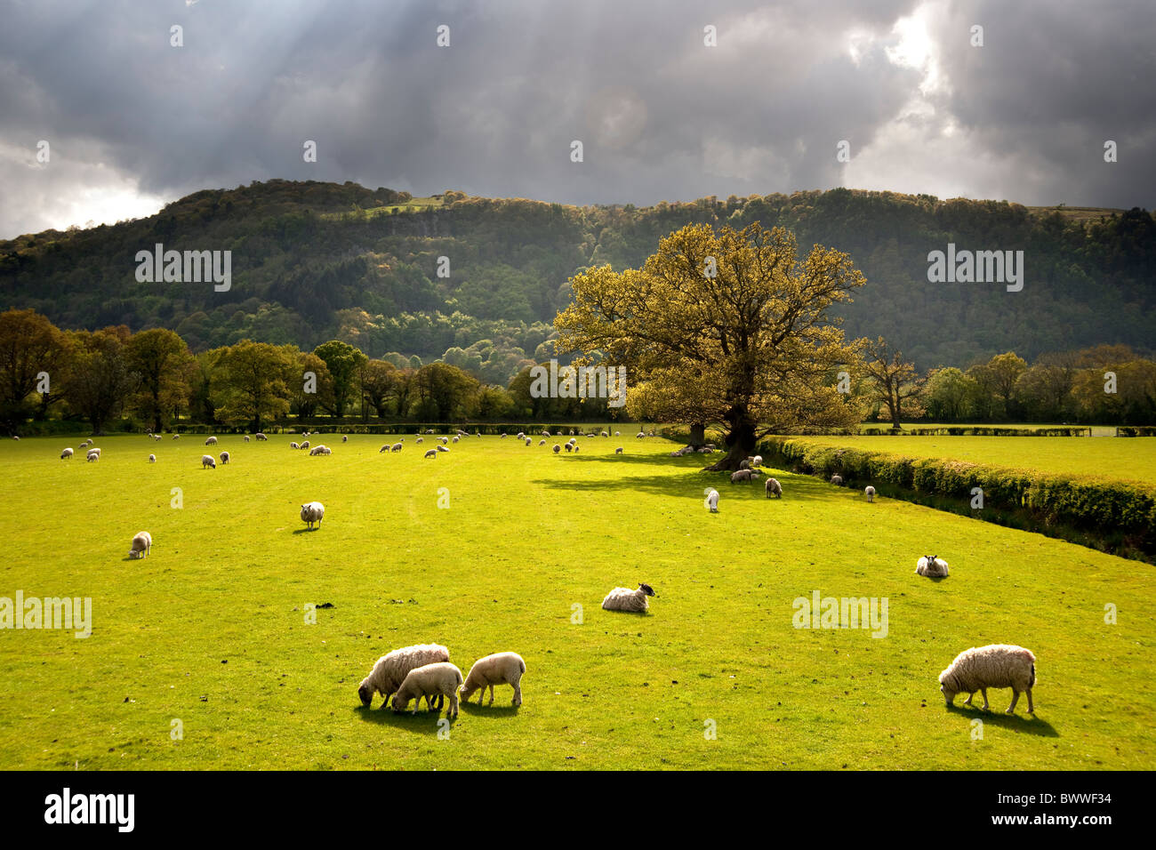 Pecore in campo soleggiato da Llanrwst nella valle di Conway, il Galles del Nord. Raggi di sole rottura attraverso le nuvole scure Foto Stock