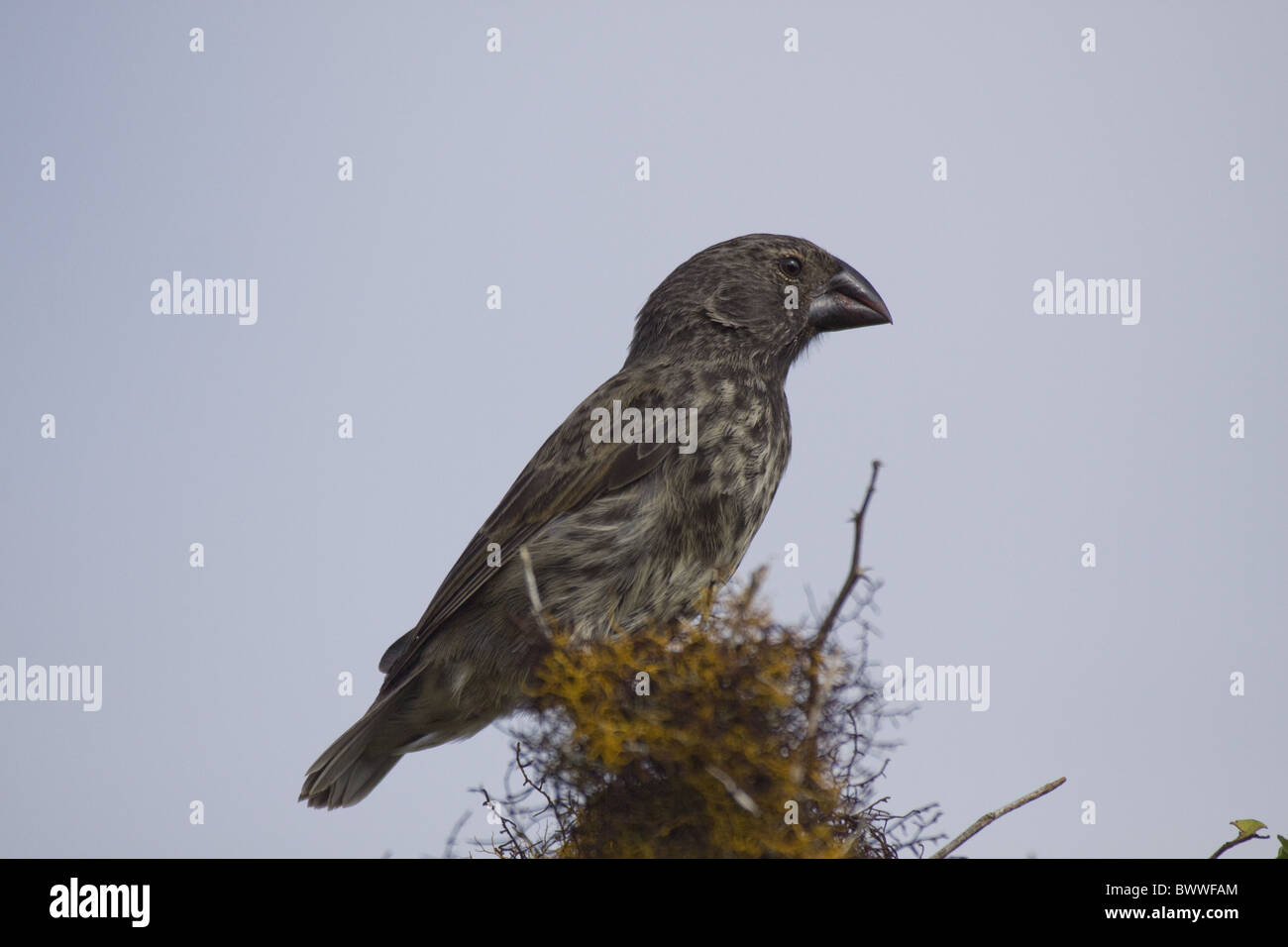 Galapagos la massa media finch Foto Stock