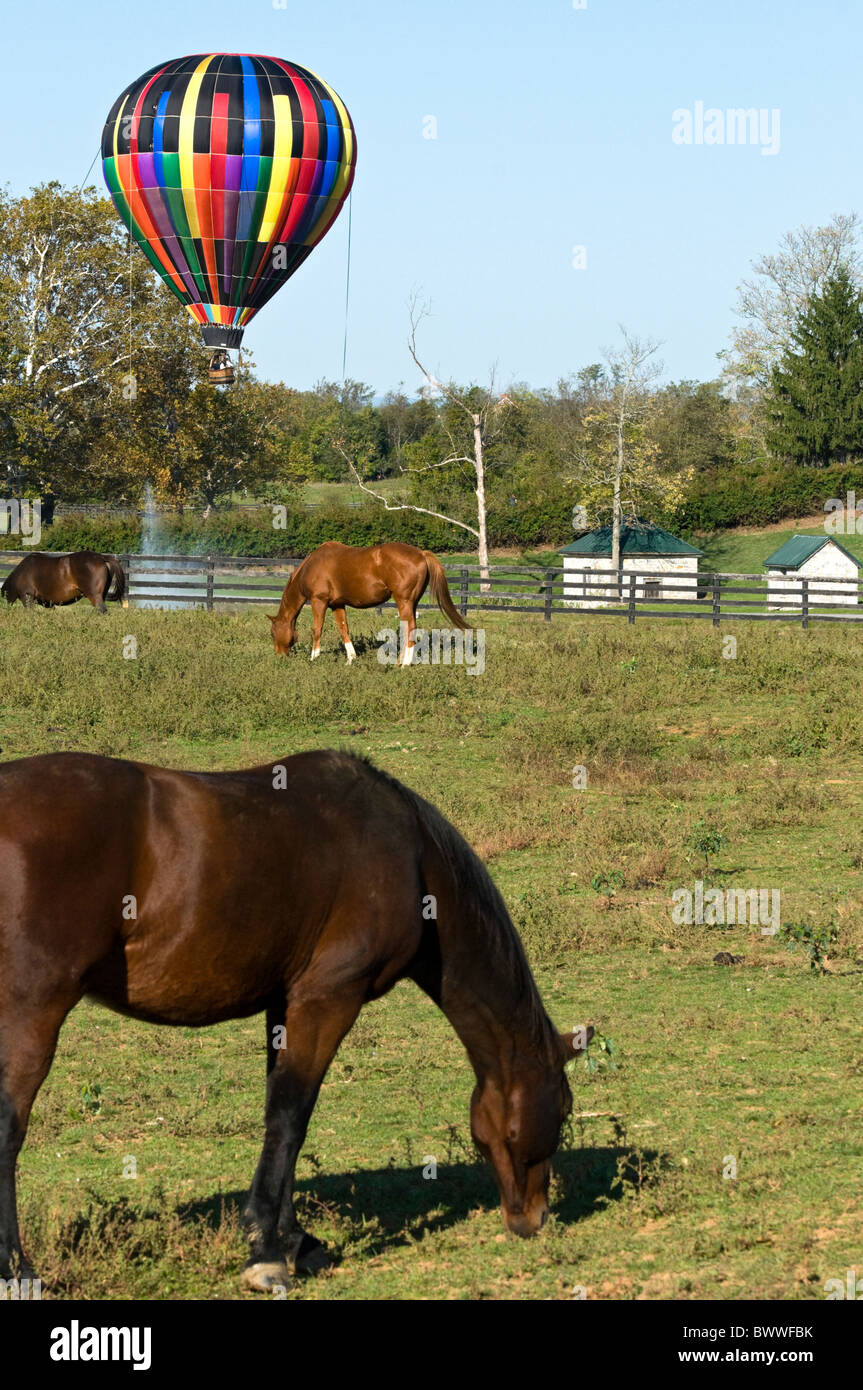 2010 Shenandoah Valley Virginia Hot Air Balloon Festival con i cavalli e i pascoli in primo piano. Foto Stock