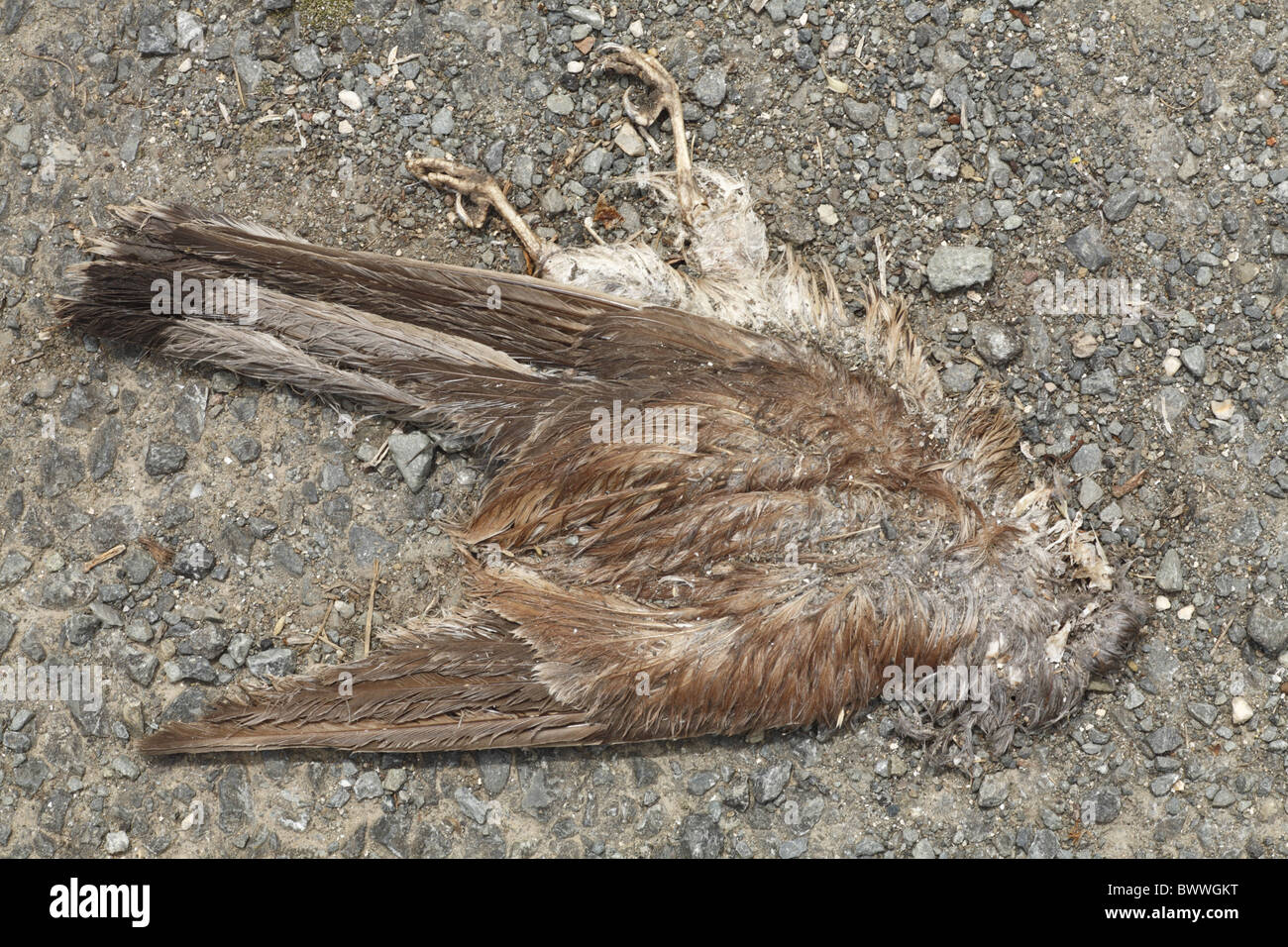Comune di gheppio (Falco tinnunculus) maschio adulto, morto roadkill accanto alla strada principale, Dipartimento Deux-Sevres, Francia Foto Stock