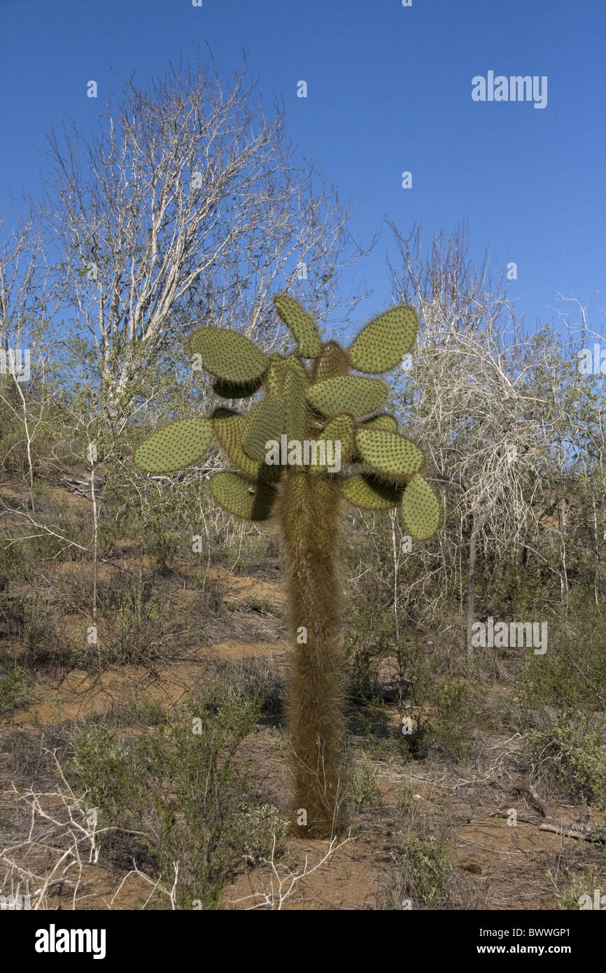 Giant Ficodindia Cactus trovato isola di Santa Cruz Foto Stock