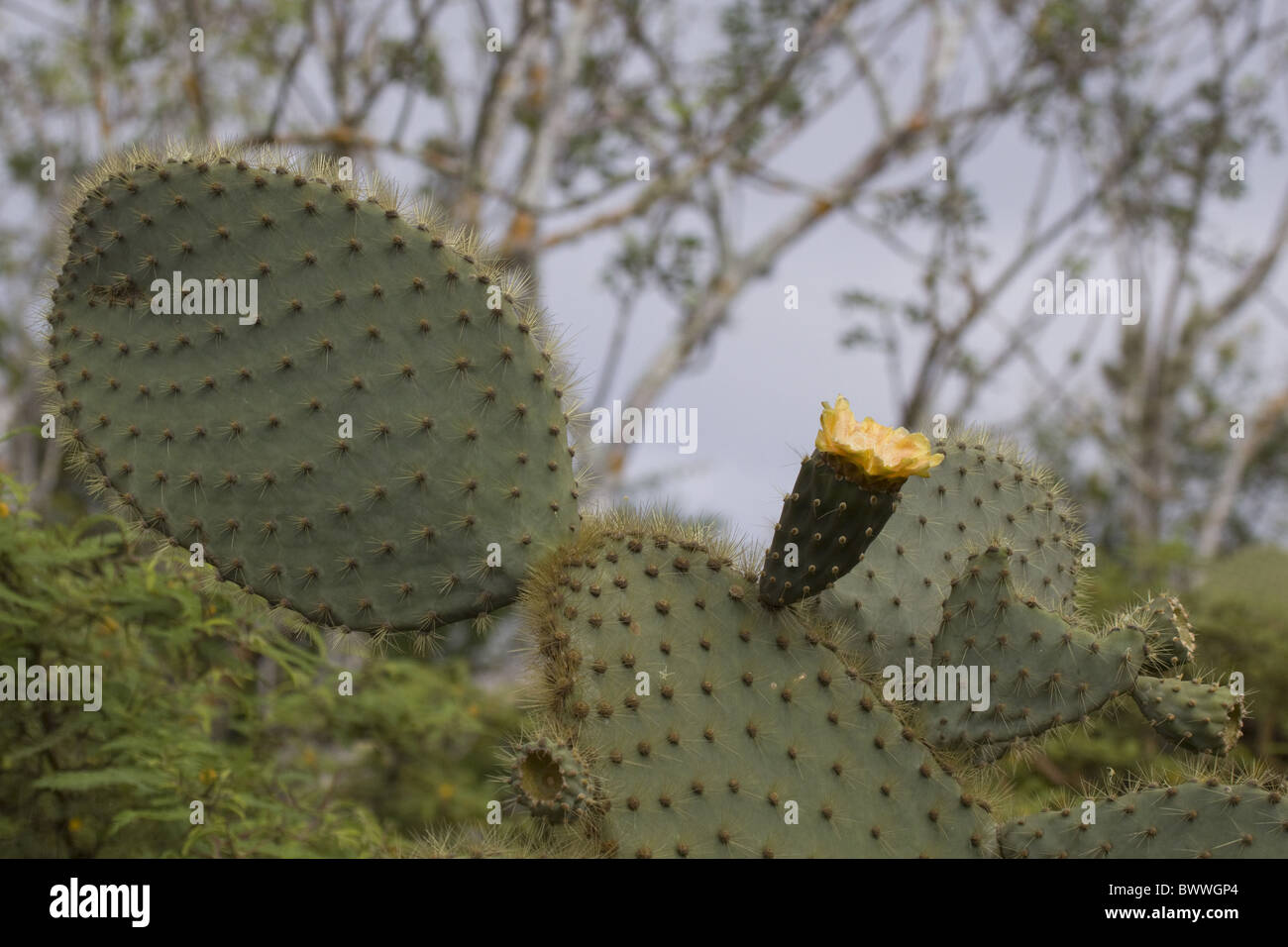 Giant Ficodindia Cactus su Santa Cruz Galapagos Foto Stock