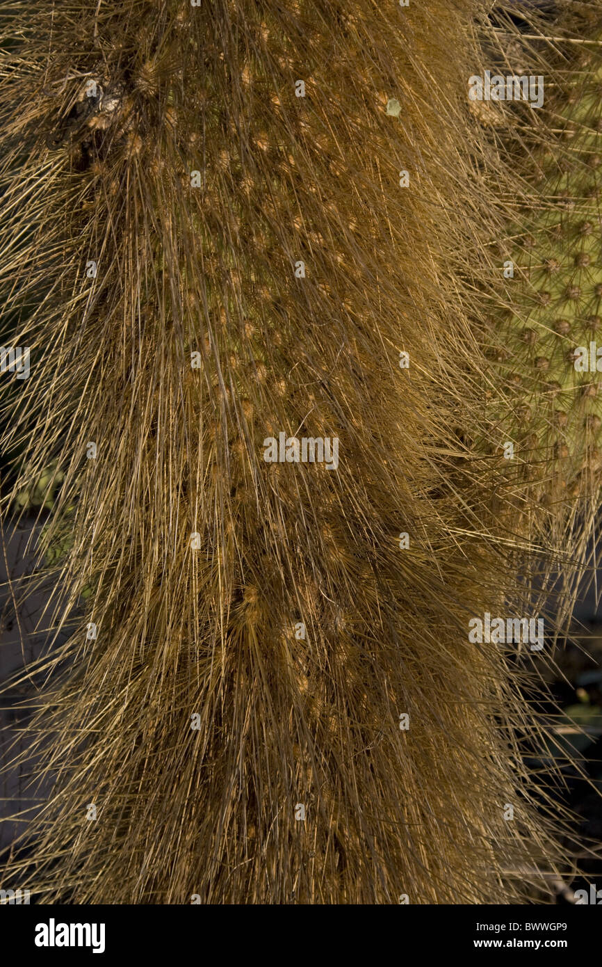 Protezione spine di cactus gigante di ficodindia Foto Stock