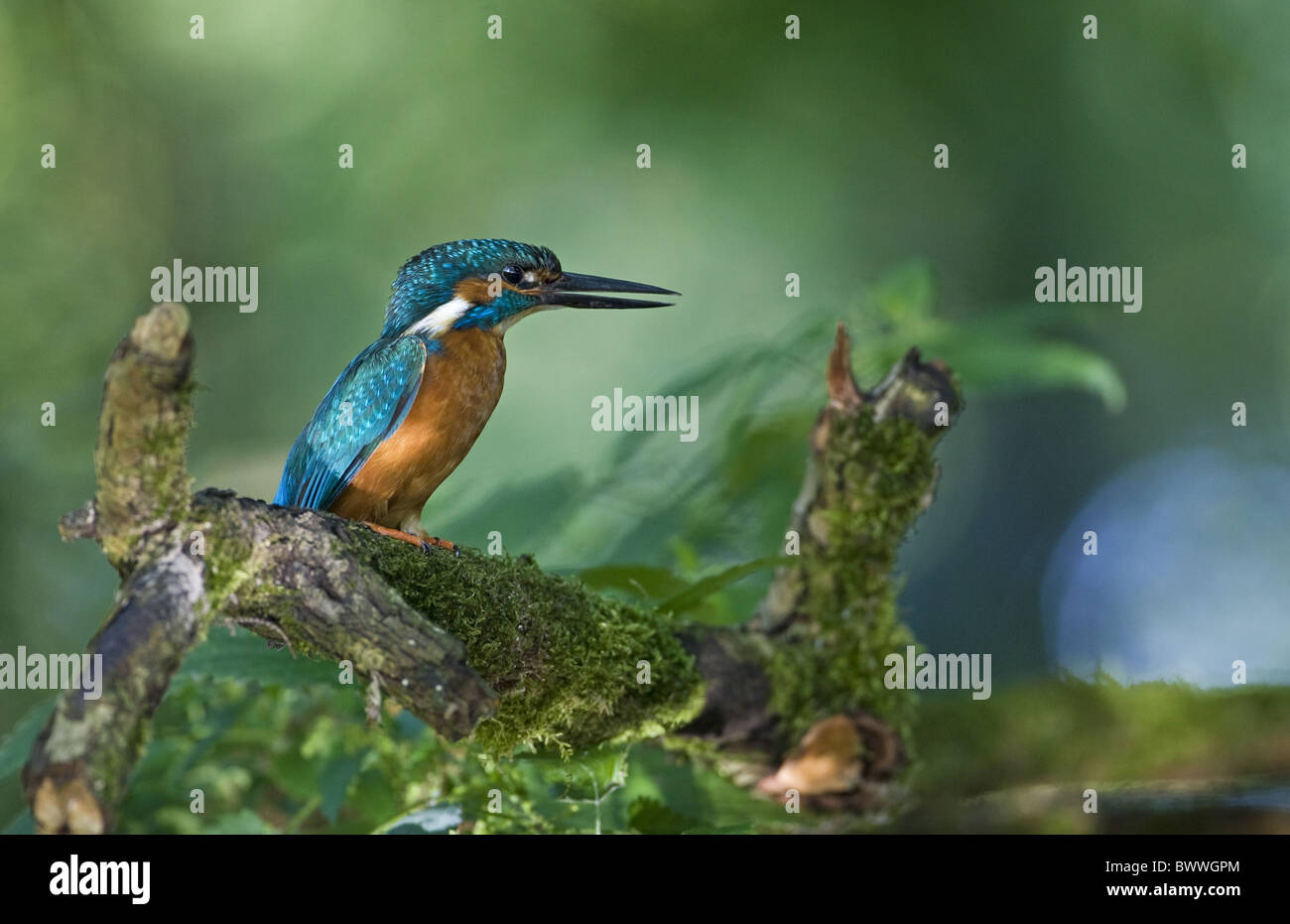 Common Kingfisher (Alcedo atthis) adulto, appollaiato sul ramo accanto al lago, Bambois, Belgio, estate Foto Stock