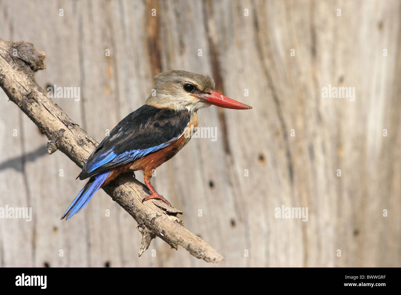 A testa grigia Kingfisher (Halcyon leucocephala) maschio adulto, appollaiato sul ramo, Samburu, Kenya Foto Stock